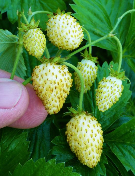 Global%20Green%20Strawberry%20Fruit%20Seeds%20-%2020%20Pcs%20Seeds%20-%20Image%202