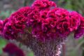 Celosia/Coxcomb Flower Seed - 25/50 pcs Seed of Coxcomb Cristata Flower  Hybrid All Season. 
