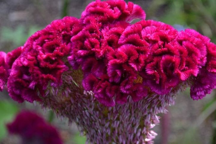 Celosia/Coxcomb%20Flower%20Seed%20-%2025/50%20pcs%20Seed%20of%20Coxcomb%20Cristata%20Flower%20%20Hybrid%20All%20Season%20-%20Image%205