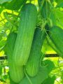 9.9 Mega Sale Assorted Vegetable Seed Combo Pack for Gardening and Homegrown Herbs.