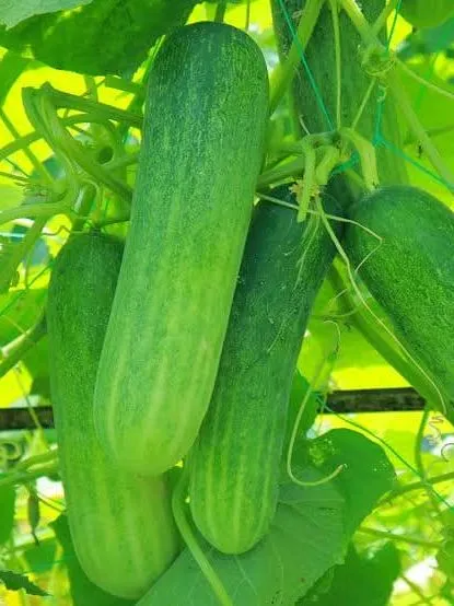 9.9%20Mega%20Sale%20Assorted%20Vegetable%20Seed%20Combo%20Pack%20for%20Gardening%20and%20Homegrown%20Herbs%20-%20Image%203