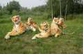 Tiger Stuffed Animal Toy - Yellow. 