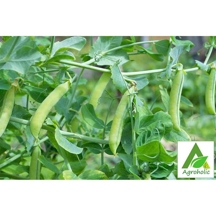 Green Peas (Motorshuti) Seeds - 25 gm