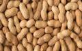 Kacha Cheena Badam/ Peanut Raw Premium 500gm. 