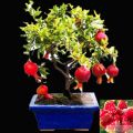 Pomegranate Tree Seeds -20pcs seeds(Imported Global Seeds). 