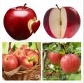 Indian Sweet Apple Fruit Tree Bonsai Seeds -20 Pcs Seeds. 