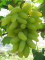 Indian Long Sweet Grape Seeds -20 Pcs Seeds. 