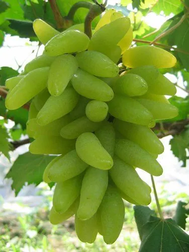 Indian%20Long%20Sweet%20Grape%20Seeds%20-20%20Pcs%20Seeds%20-%20Image%205