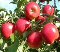 All Season Global Apple Tree Seeds -15Pcs Seeds.