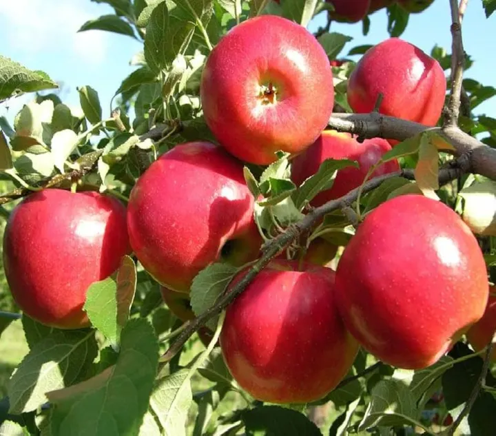 All%20Season%20Global%20Apple%20Tree%20Seeds%20-15Pcs%20Seeds%20-%20Image%207