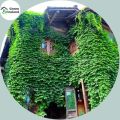 Beautiful Organic Climbing Creeper Flower Seeds - 20 Pcs Seeds. 