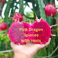 Dragon Tree  Pink  3 pcs For Home Gardening - Cutting of Dragon Fruit Plant with roots. 