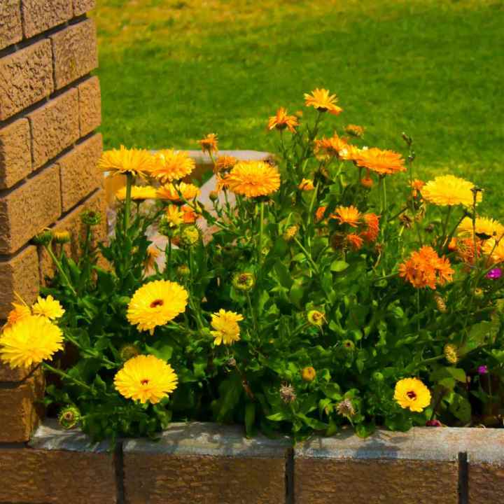 Calendula%20Flower%20-%2015/30%20pcs%20Seed%20-%20%E0%A6%95%E0%A7%8D%E0%A6%AF%E0%A6%BE%E0%A6%B2%E0%A7%87%E0%A6%A8%E0%A7%8D%E0%A6%A1%E0%A7%81%E0%A6%B2%E0%A6%BE%20%E0%A6%AB%E0%A7%81%E0%A6%B2%E0%A7%87%E0%A6%B0%20%E0%A6%AC%E0%A7%80%E0%A6%9C%20%E0%A6%AE%E0%A6%BF%E0%A6%95%E0%A7%8D%E0%A6%B8%E0%A6%A1%20%E0%A6%95%E0%A6%BE%E0%A6%B2%E0%A6%BE%E0%A6%B0%20%E0%A6%B9%E0%A6%BE%E0%A6%87%E0%A6%AC%E0%A7%8D%E0%A6%B0%E0%A6%BF%E0%A6%A1%20%E0%A6%AC%E0%A7%80%E0%A6%9C%20-%20Mixed%20Color%20-%20Image%205