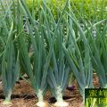 Four Seasons Pakistani Onion Seed 60 Pieces. 