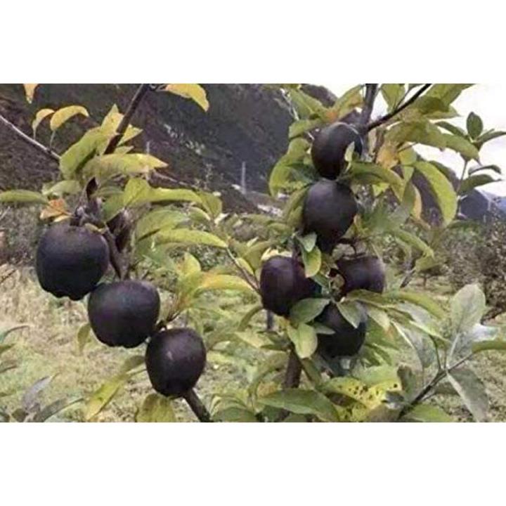 Black diamond apple tree plants dwarf apple bonsai rare perennial fruit plant for home garden plants-10pcs Seeds