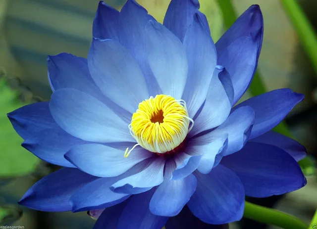 Japan%20Exotic%20Blue%20Lotus%20Flower%205pcs%20Seeds%20-%20Image%203