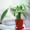 Dieffen bachia bonsai Home Money Tree plant Rare Indoor Bonsai Plantas Garden Pot bonsai Perennial Lucky Bonsais Plant. 