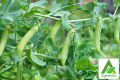 Green Peas (Motorshuti) Seeds - 25 gm. 