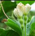 Beautiful Decorative Healthy Bottle Gourd Vegetable Seeds- 10 Pieces.