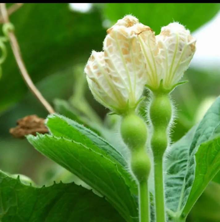 Beautiful%20Decorative%20Healthy%20Bottle%20Gourd%20Vegetable%20Seeds-%2010%20Pieces%20-%20Image%204