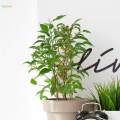 Plant Trellis Decorative Plant Cages Garden Trellis Flower Pots Support for Vegetables Vines.