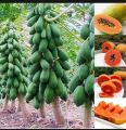 20 types of vegetable seeds.