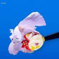 Betta Toy Betta Training Stick Betta Supplies Active Toy Aquariums Decor Betta.
