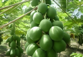 Organic Hybrid Papaya Seeds - 20+ Pcs Seeds.