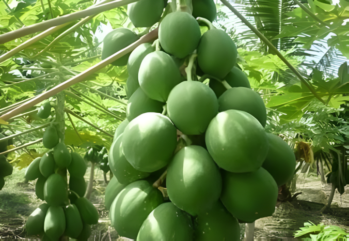 Organic%20Hybrid%20Papaya%20Seeds%20-%2020+%20Pcs%20Seeds%20-%20Image%206