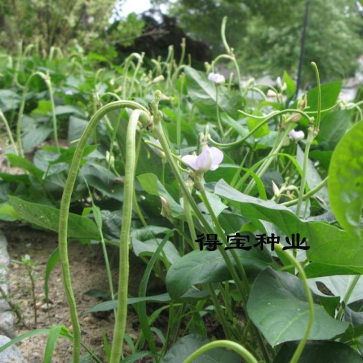 Real%20Summer%20Sementes%20Terrace%20Vegetable%20Long%20Bean%20Vine%20Codone%20Vigna%20Beans%20Vegetables%2010Pcs%20Bonsai%20-%20Image%203