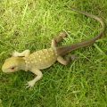 Soft Rubber Reptile Model Toys, Simulation Lizards, Squeaking and Vocal Lizards, Animal Tricky Vent Toys Squishy. 