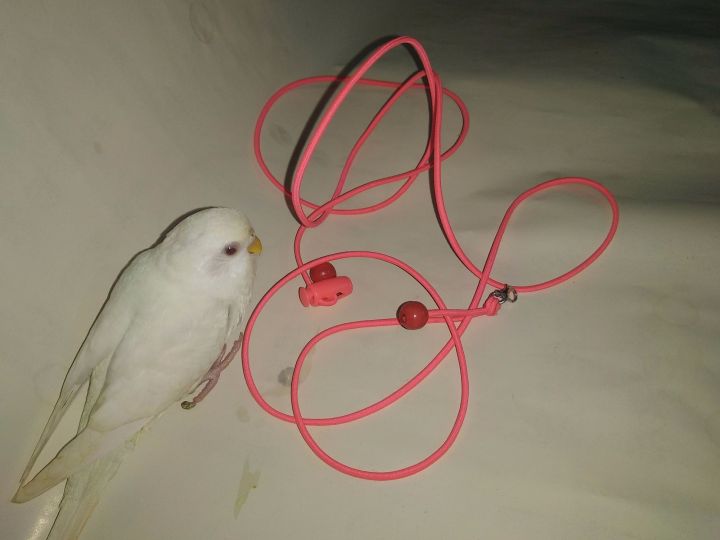 Leg%20chain%20for%20taming%20birds%20with%20long%20harness%20-%20Image%205