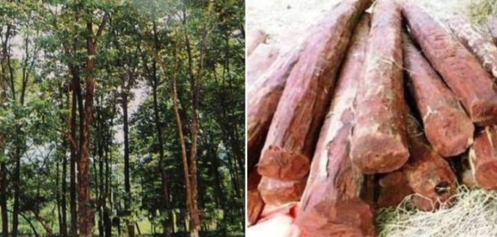 Blood%20sandalwood%20tree%20seeds%2005%20pcs%20(%E0%A6%B0%E0%A6%95%E0%A7%8D%E0%A6%A4%E0%A6%9A%E0%A6%A8%E0%A7%8D%E0%A6%A6%E0%A6%A8%20%E0%A6%AC%E0%A7%80%E0%A6%9C)%20global%20-%20Image%203