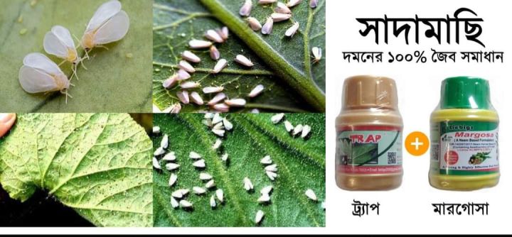 Trap%20(IMO%20Certifide%20Organic%20Pesticides)%20Liegibs%20Products%20(Control%20Aphids,Jassids,%20White%20Flies,BPH,Mealybugs%20and%20other%20sucking%20pests)%20-%20Image%206