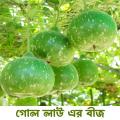 Round Gourd/ Hybrid Lau Vegetable Seeds - 10  Pice + gift. 