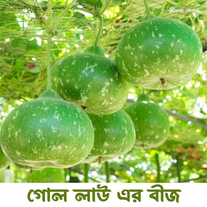 Round Gourd/ Hybrid Lau Vegetable Seeds - 10  Pice + gift