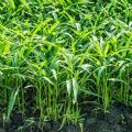 Jambu Plus Hybrid Grass Seeds 100 Pcs seeds. 