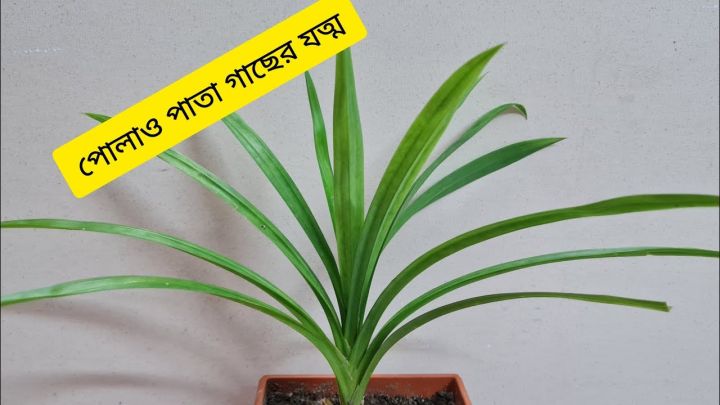 Polao%20Pata%20Small%20Pandan%20Tree%20Plant%20-%20Image%204