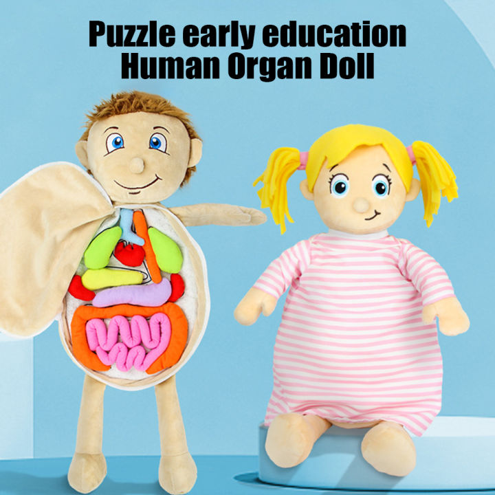 GC%20Human%20Body%20Model%20Organ%20Anatomy%20Plush%20Toy%20Learning%20Organ%20Teaching%20Tool%20Plush%20Doll%20Gifts%20For%20Preschool%20Boys%20Girls%20-%20Image%2010