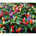 Global Rare Organic Sure Ornamental Chili Seeds - 30 Pcs SeedS/.