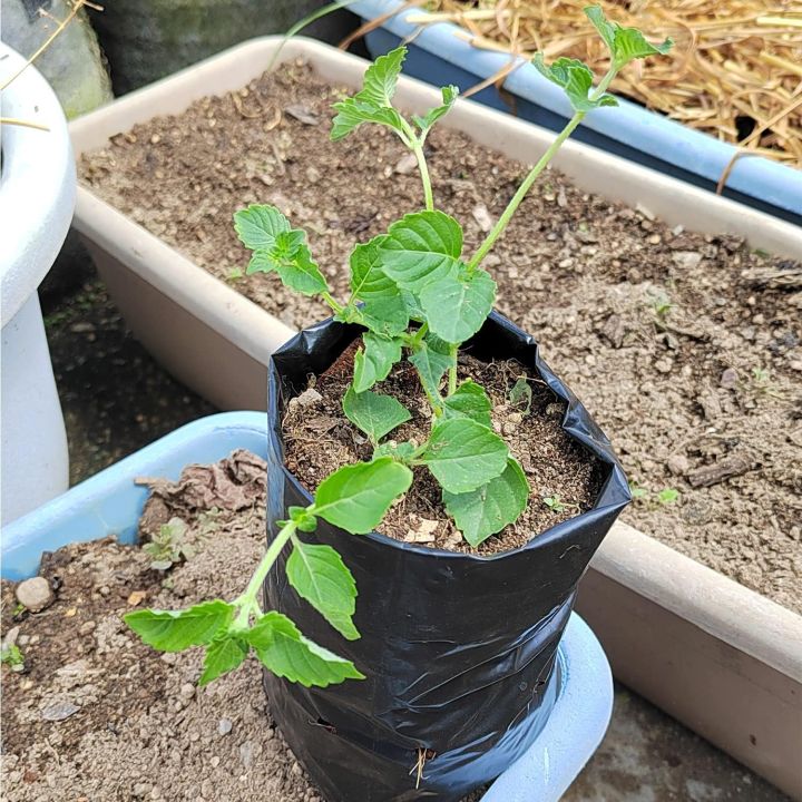 Nursery%20Growing%20Bags,%2016''x16"%20%C3%ADnch100%20Pcs%20Black%20poly%20Bag%20Plastic%20Seedling%20Pots%20for%20Gardening%20Seed%20Plant%20Bags,%20Fruit%20Tree%20Seedling,%20Starting%20saplings(16''x16")%20Black%20nursery%20poly%20bag%20gardening%20black%20poly%20bag%20-%20Image%206