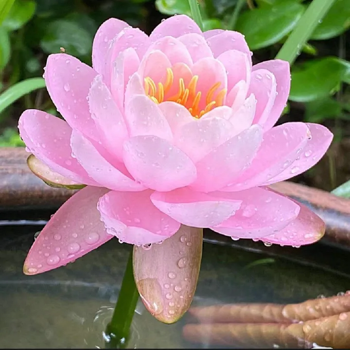 Thai%20Bowl%20Lotus%20Flower%20Seeds%20-%205%20Seeds%20(%20Germination%20100%25)%20-%20Image%205