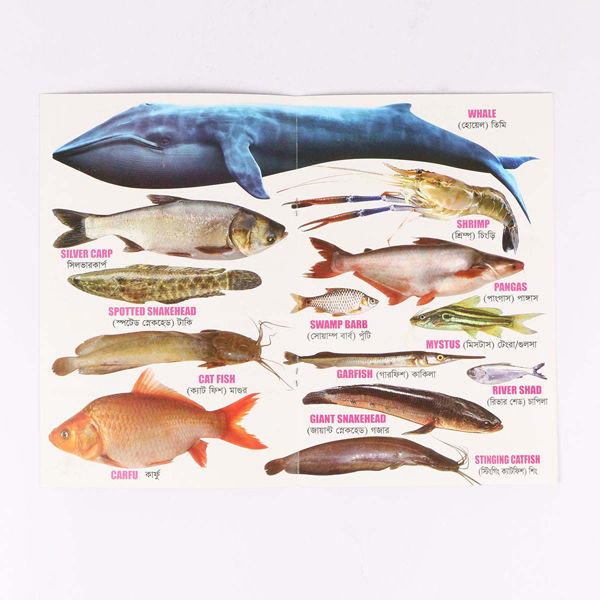 8%20PCS%20Laminated%20Kids%20Book%20Set%20%E2%80%93%20Fruits%20Flowers%20Birds%20Fish%20Vegetables%20Reptiles%20Vehicles%20&%20Animals%20Picture%20Learning%20Alphabet%20in%20Bangla,%20English%20Letter%20Early%20Education%20Preschool%20Kindergarten%20Toddler%20Study%20for%20Children%20-%20Image%205
