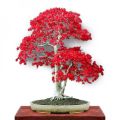 Mini Red Maple Tree Bonsai garden DIY Bonsai Maple Tree-15 Pcs SEEDS. 