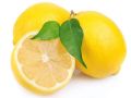 Global Dwarf Lemon Tree Seeds - 10 Pcs SeedS.
