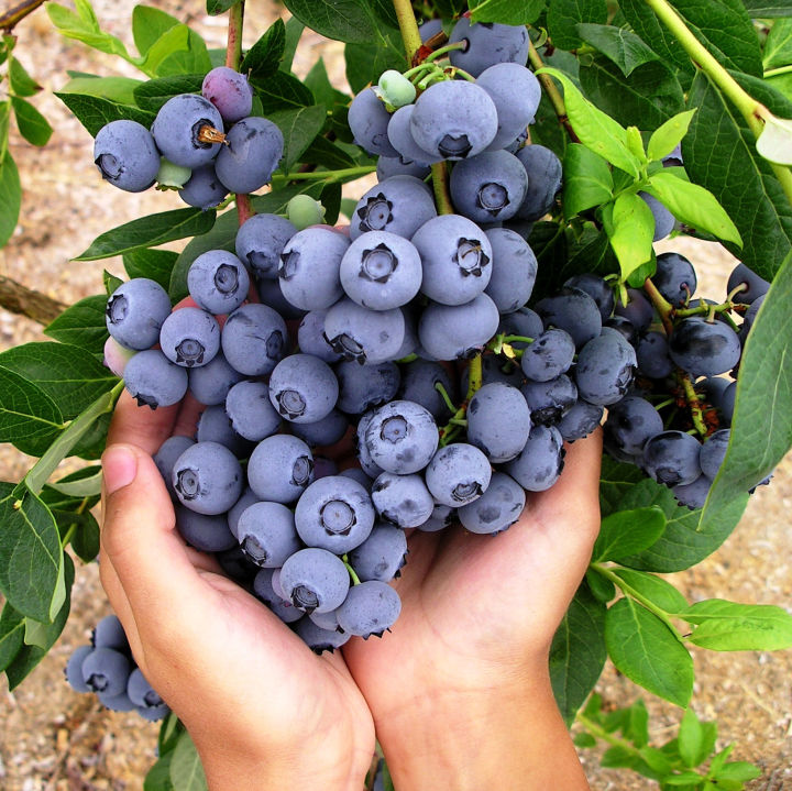Blueberry%20Fruit%20Seeds%20-%2050%20Pieces%20+gift%20(%20best%20quality%20seeds%20and%2099%25%20germination%20rate)%20-%20Image%207