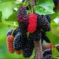 Red And Black Sweet Mulberry Seeds - 20+ Pcs Seeds.