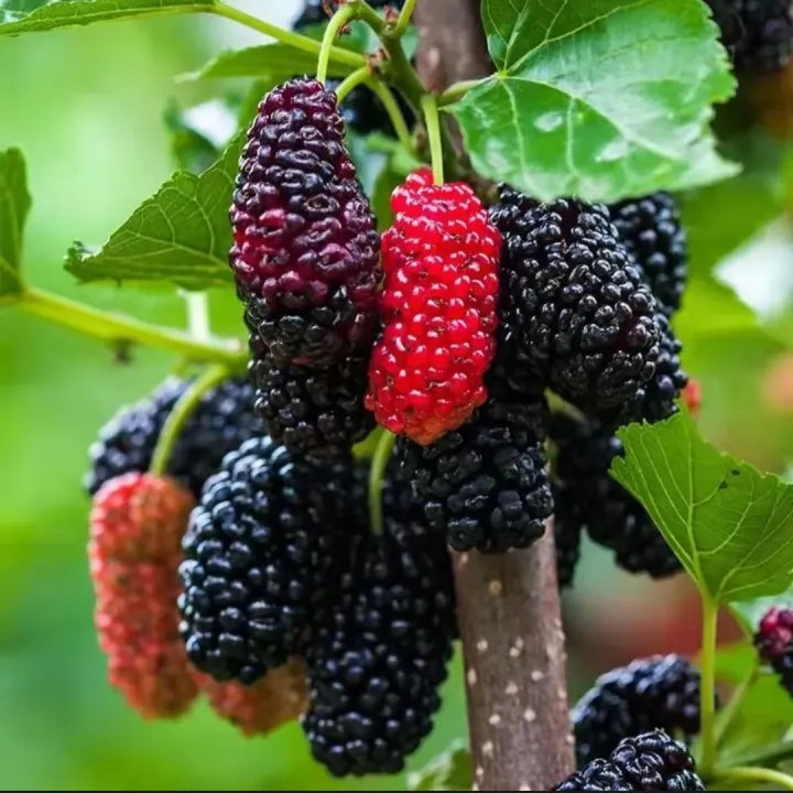 Red%20And%20Black%20Sweet%20Mulberry%20Seeds%20-%2020+%20Pcs%20Seeds%20-%20Image%203
