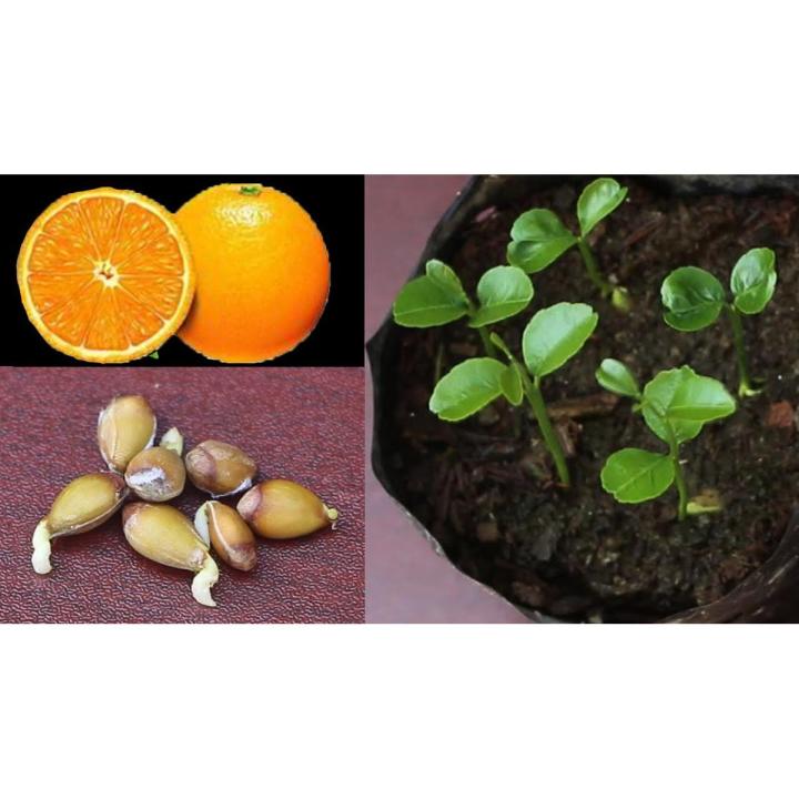Edible Dwarf Orange Tree Garden, Fruit Mandarin Seeds-30Pcs Seeds