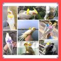 VibeVendor Bird leash, Pet Parrot Bird Harness and Leash Flying Rope Straps Outdoor Bird Flying Harness Training Traction Rope for Budgerigar Cockatiel Small Birds.